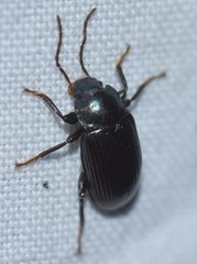 Nautes azurescens