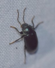 Nautes azurescens