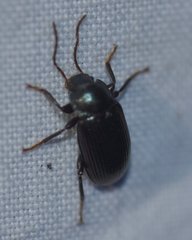 Nautes azurescens