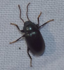 Nautes azurescens