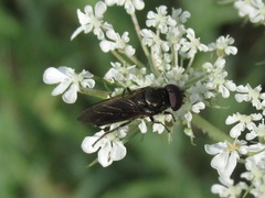 Cheilosia carbonaria