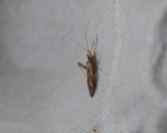 Phytocoris varipes