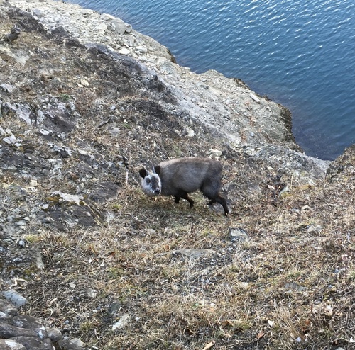 Japanese Serow photographed in Japan
