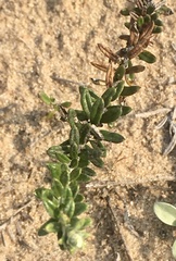 Baccharis gnaphalioides