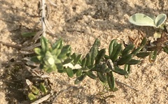 Baccharis gnaphalioides