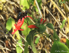 Xylocopa cearensis