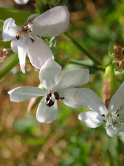 Microbotryum saponariae