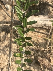 Baccharis gnaphalioides