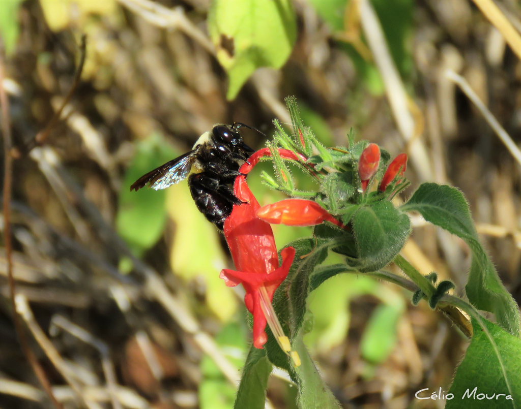 Xylocopa cearensis