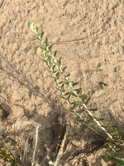 Baccharis gnaphalioides