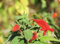 Ruellia asperula