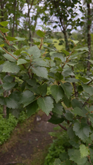 Betula pubescens