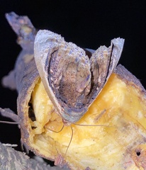 Lepidodes
