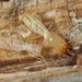 Typical Subterranean Termites - Photo (c) Mario Bassini, some rights reserved (CC BY), uploaded by Mario Bassini