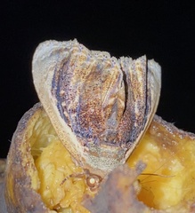 Lepidodes