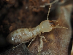 Reticulitermes lucifugus