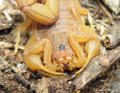 Jaguajir rochae