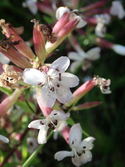 Microbotryum saponariae