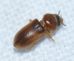 Tropicus pusillus