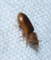 Tropicus pusillus