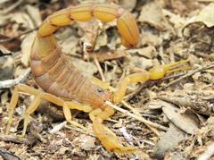 Jaguajir rochae