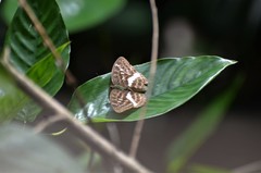 Apectinaria