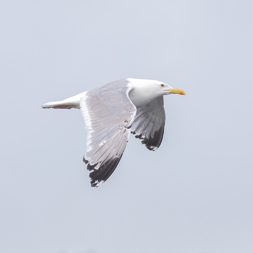 Mongolian Gull (Larus mongolicus), photo 8