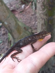 Anolis granuliceps