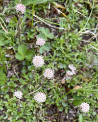 Antennaria monocephala