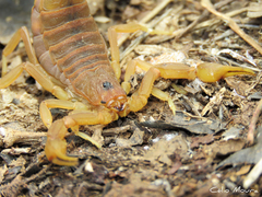 Jaguajir rochae