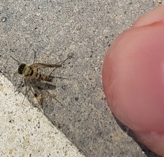 Chrysopilus modestus