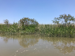 Ptilimnium ahlesii