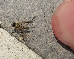 Chrysopilus modestus