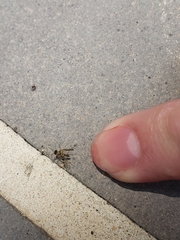 Chrysopilus modestus