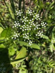 Ptilimnium ahlesii