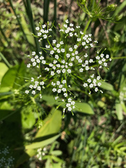 Ptilimnium ahlesii