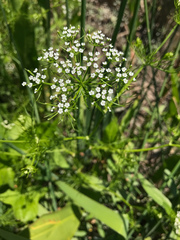 Ptilimnium ahlesii