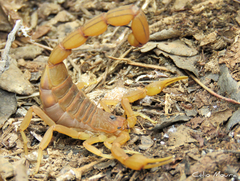 Jaguajir rochae