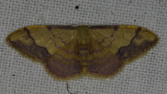 Idaea ostrinaria