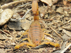 Jaguajir rochae