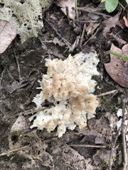 Sparassis spathulata