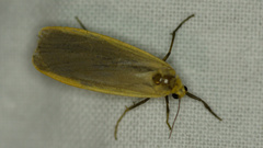 Eilema depressa