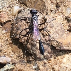 Eremnophila aureonotata