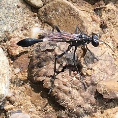 Eremnophila aureonotata