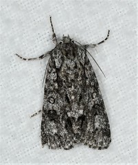 Acronicta impressa