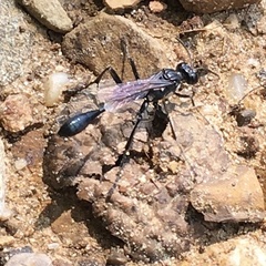Eremnophila aureonotata