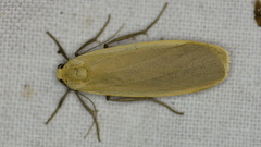 Eilema depressa
