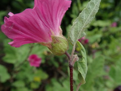 Malva × clementii