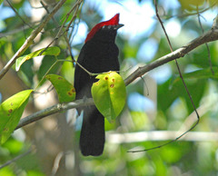 Antilophia galeata