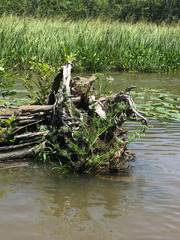 Ptilimnium ahlesii